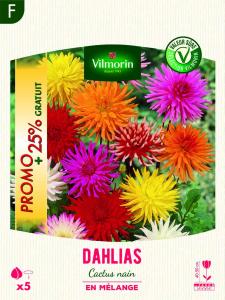 Dahlia Cactus nain en Mélange (x5) - Promo